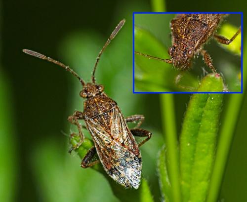 Réf. 353 713 : Stictopleurus punctatonervosus